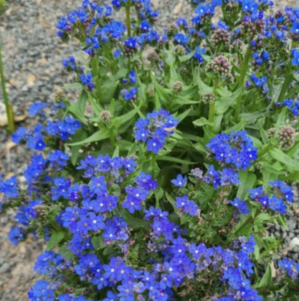 Anchusa capensis 'Blue Angel' (3.25" pot)